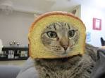 Breaded Cats - Boing Boing