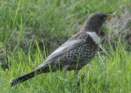 Image result for Turdus torquatus