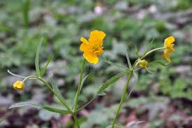 Attēlu rezultāti vaicājumam “Ranunculus cassubicus”