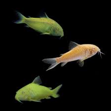 Image result for fish corydoras