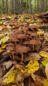 Attēlu rezultāti vaicājumam “Armillaria sp.”