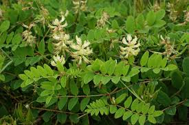 Attēlu rezultāti vaicājumam “Astragalus glycyphyllos”