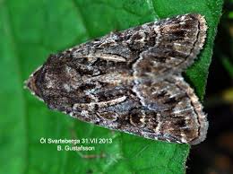 Attēlu rezultāti vaicājumam “Thalpophila matura”