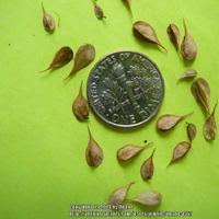 Attēlu rezultāti vaicājumam “Thalictrum aquilegifolium bud”
