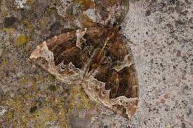 Attēlu rezultāti vaicājumam “Eulithis prunata”