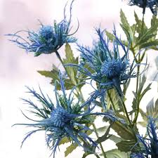 Image result for Blaudistel