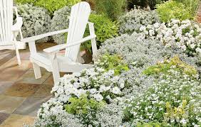 Image result for Alyssum diffusum