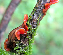 Attēlu rezultāti vaicājumam “Cytidia salicina”