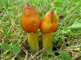 Attēlu rezultāti vaicājumam “Hygrocybe pseudoconica”