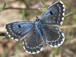 Attēlu rezultāti vaicājumam “Pyralis regalis”