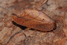 Attēlu rezultāti vaicājumam “Hemerobius perelegans”