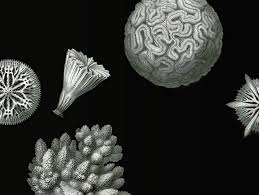Image result for ernst haeckel