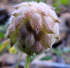 Attēlu rezultāti vaicājumam “Oenothera rubricauli bud”