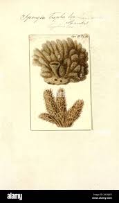 Attēlu rezultāti vaicājumam “Spongia”