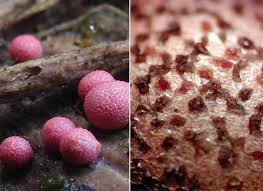 Attēlu rezultāti vaicājumam “Comatricha meandrispora macro”