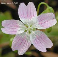Attēlu rezultāti vaicājumam “Claytonia sibirica flower”