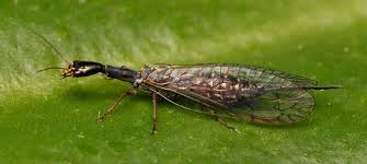 Attēlu rezultāti vaicājumam “Raphidioptera”