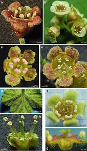 Attēlu rezultāti vaicājumam “Ribes spicatum”