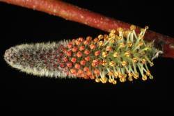 Attēlu rezultāti vaicājumam “Salix purpurea male flower”