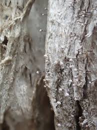 Attēlu rezultāti vaicājumam “Sclerophora pallida”