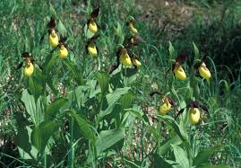 Attēlu rezultāti vaicājumam “Cypripedium calceolus”
