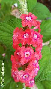 Attēlu rezultāti vaicājumam “Arcyria helvetica stalked”