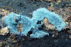 Attēlu rezultāti vaicājumam “Byssocorticium atrovirens”