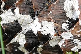 Attēlu rezultāti vaicājumam “Athelia pyriformis”