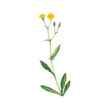 Attēlu rezultāti vaicājumam “Crepis paludosa flower”