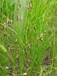 Attēlu rezultāti vaicājumam “Carex praecox”