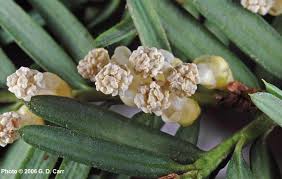 Attēlu rezultāti vaicājumam “Taxus baccata male flower”