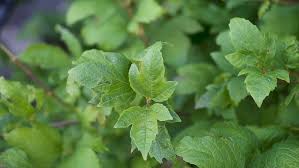 Attēlu rezultāti vaicājumam “Viburnum opulus leaf”