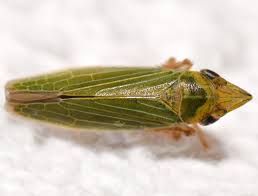 Attēlu rezultāti vaicājumam “Cicadellidae”