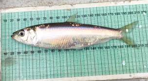 Image result for Clupea pallasii