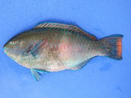 Image result for Scarus fuscopurpureus