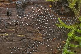 Attēlu rezultāti vaicājumam “Physarum album”