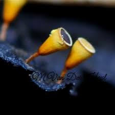 Attēlu rezultāti vaicājumam “Craterium minutum”