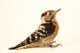 Attēlu rezultāti vaicājumam “Dendrocopos minor male”