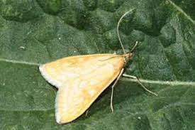 Attēlu rezultāti vaicājumam “Sitochroa verticalis”