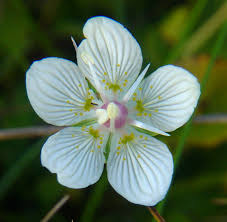 Attēlu rezultāti vaicājumam “Parnassia palustris flower”