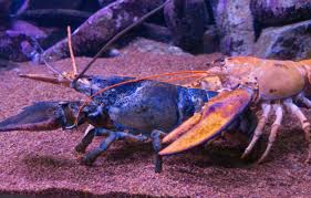 Image result for Homarus americanus