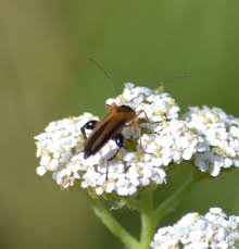 Attēlu rezultāti vaicājumam “Alleculidae”