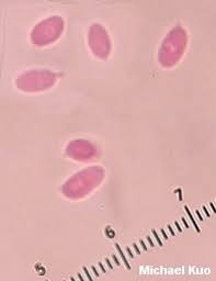 Attēlu rezultāti vaicājumam “Collybia cirrhata”
