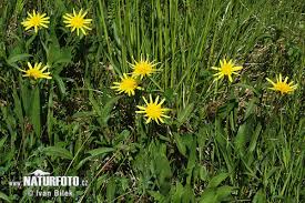 Attēlu rezultāti vaicājumam “Scorzonera humilis leaf”