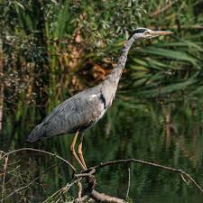 Attēlu rezultāti vaicājumam “Ardea cinerea”