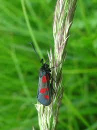 Attēlu rezultāti vaicājumam “Zygaena sp.”
