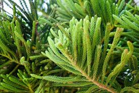 Attēlu rezultāti vaicājumam “Picea”