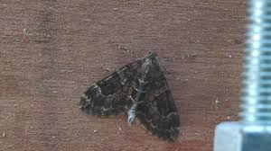 Attēlu rezultāti vaicājumam “Thera variata”