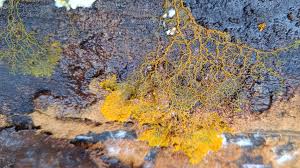 Attēlu rezultāti vaicājumam “Diderma subincarnatum”