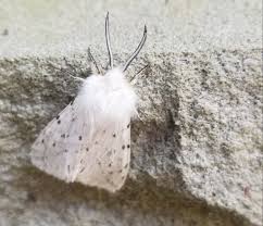 Attēlu rezultāti vaicājumam “Yponomeutidae”